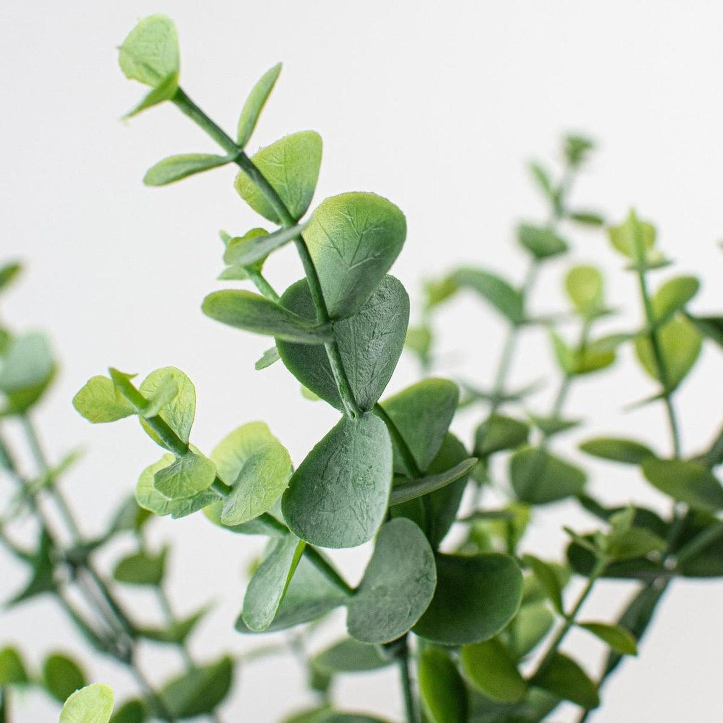 16.5" Eucalyptus Bush
