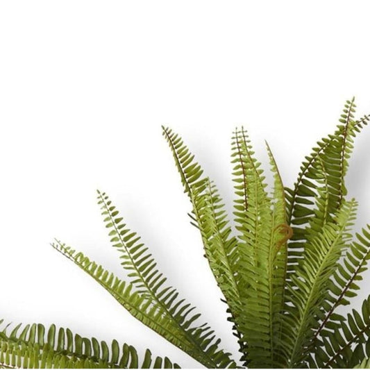 26 Inch Fern Bush