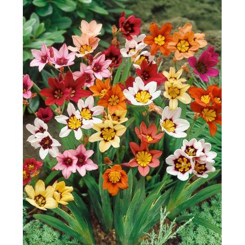 Mixed Sparaxis - 25 bulbs
