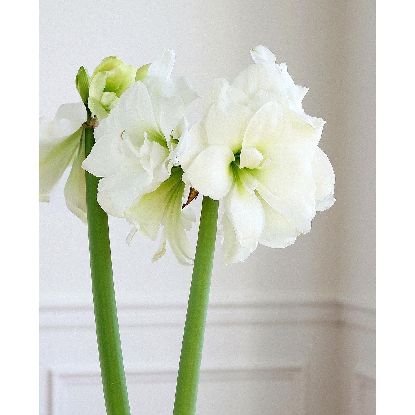 Alfresco® Sonata Amaryllis
