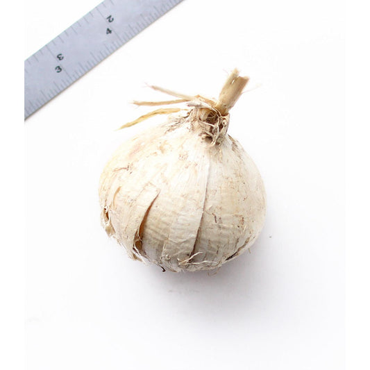 Pinball Wizard Allium - 1 bulb