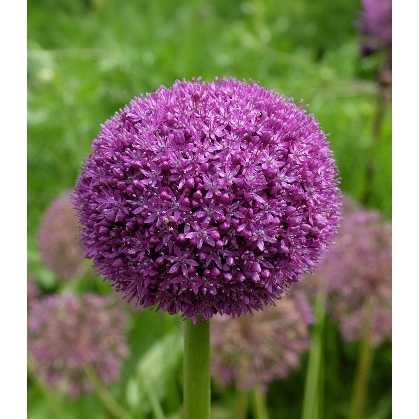 Ambassador Allium - 1 bulb