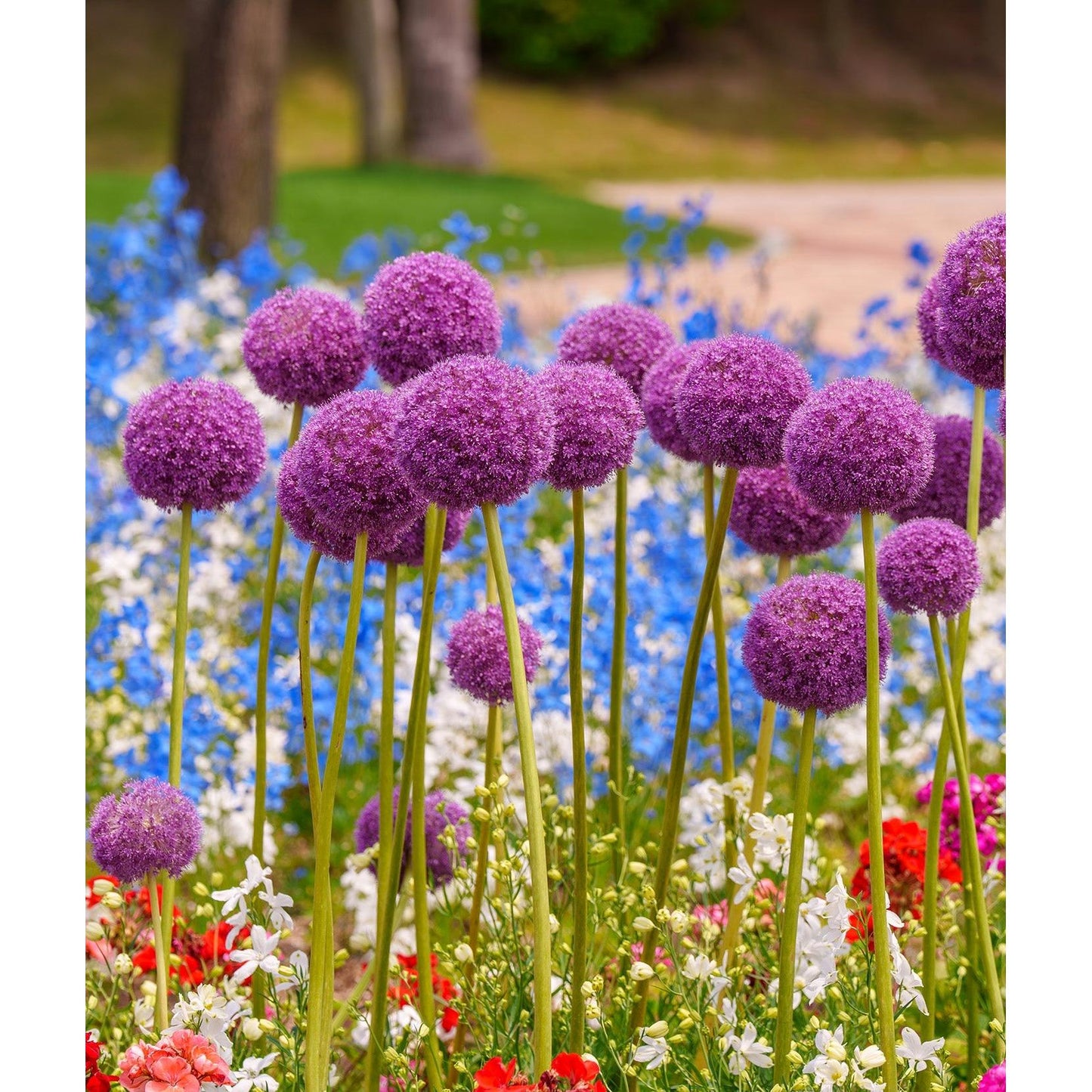 Giganteum Allium - 3 bulbs