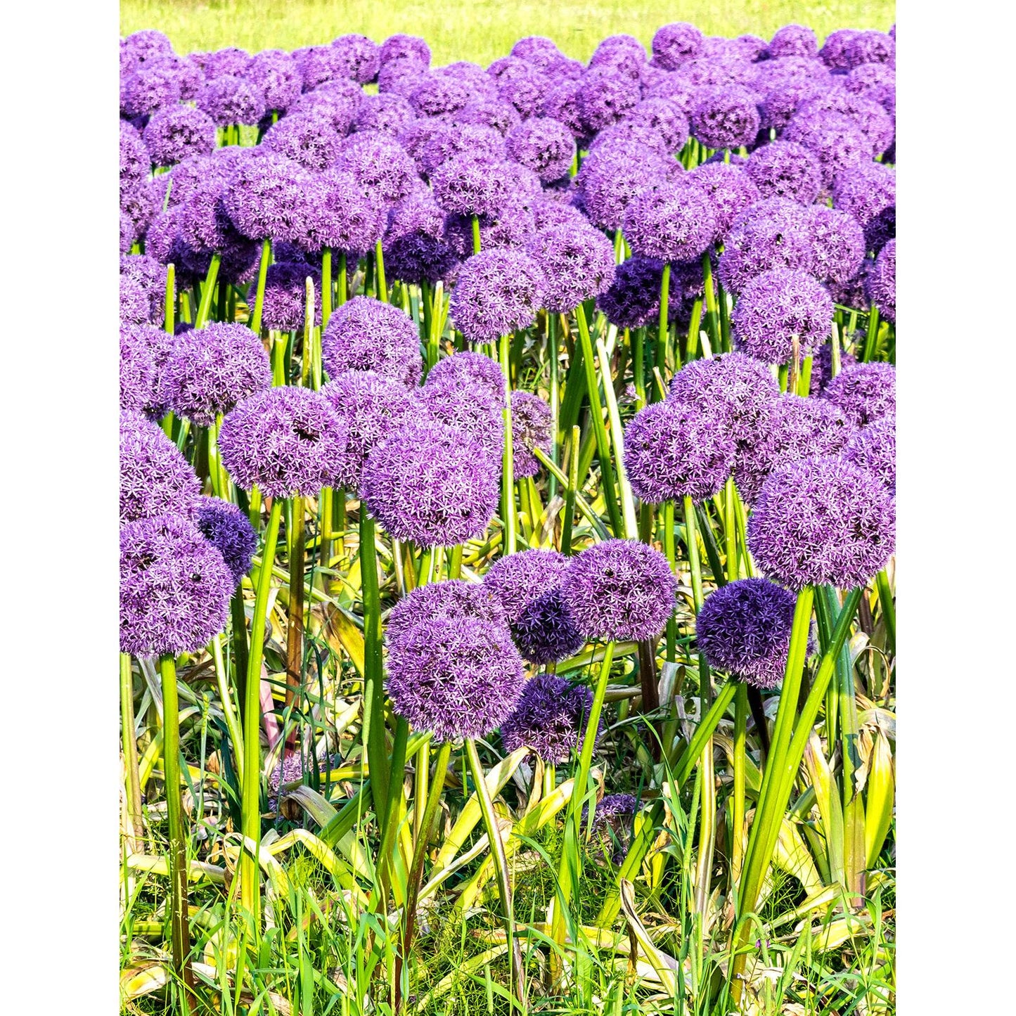 Gladiator Allium - 3 bulbs