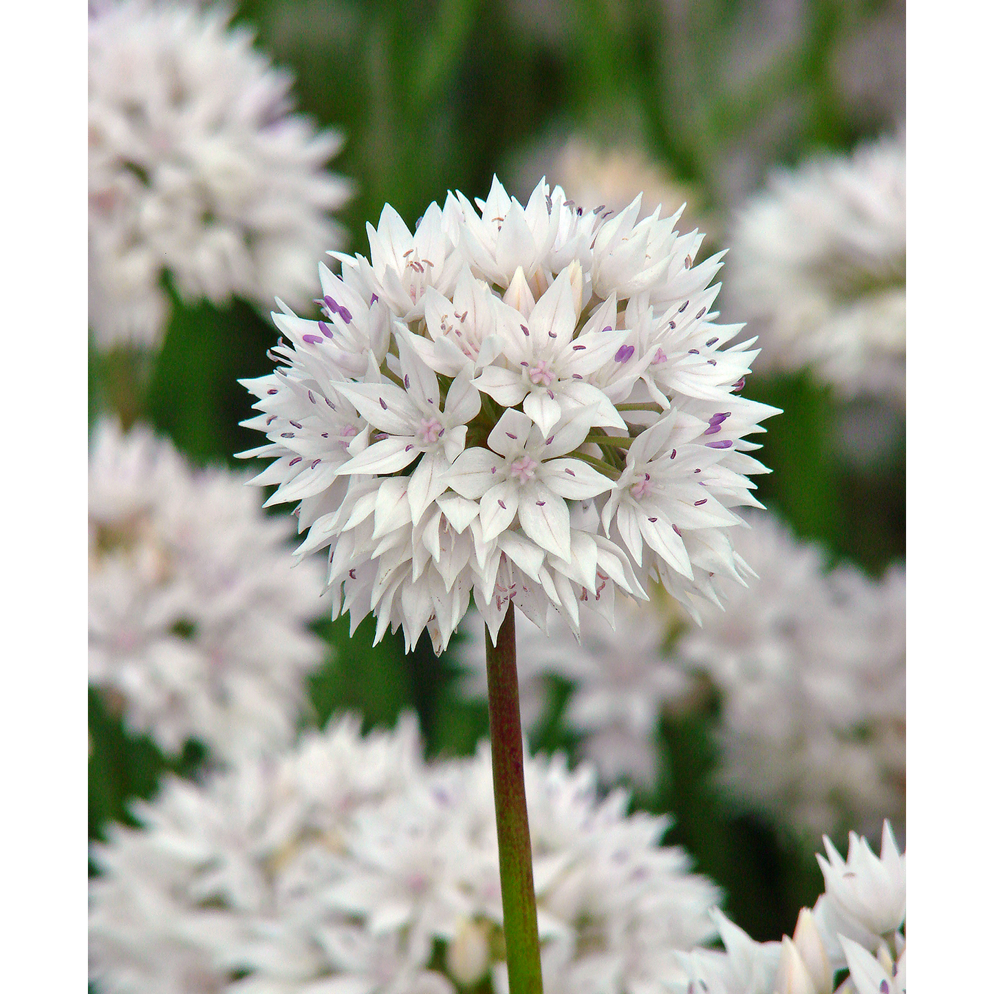 Graceful Beauty® Allium - 5 bulbs