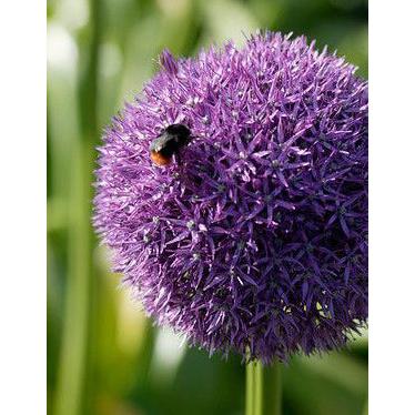 Pinball Wizard Allium - 1 bulb
