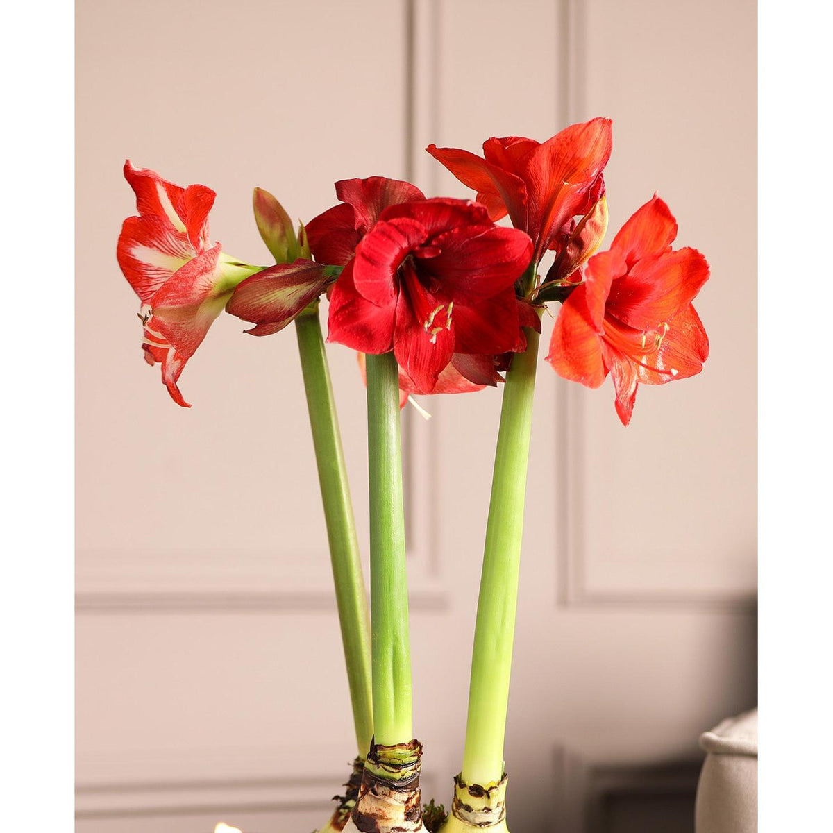 Amaryllis 3-Pack: Red