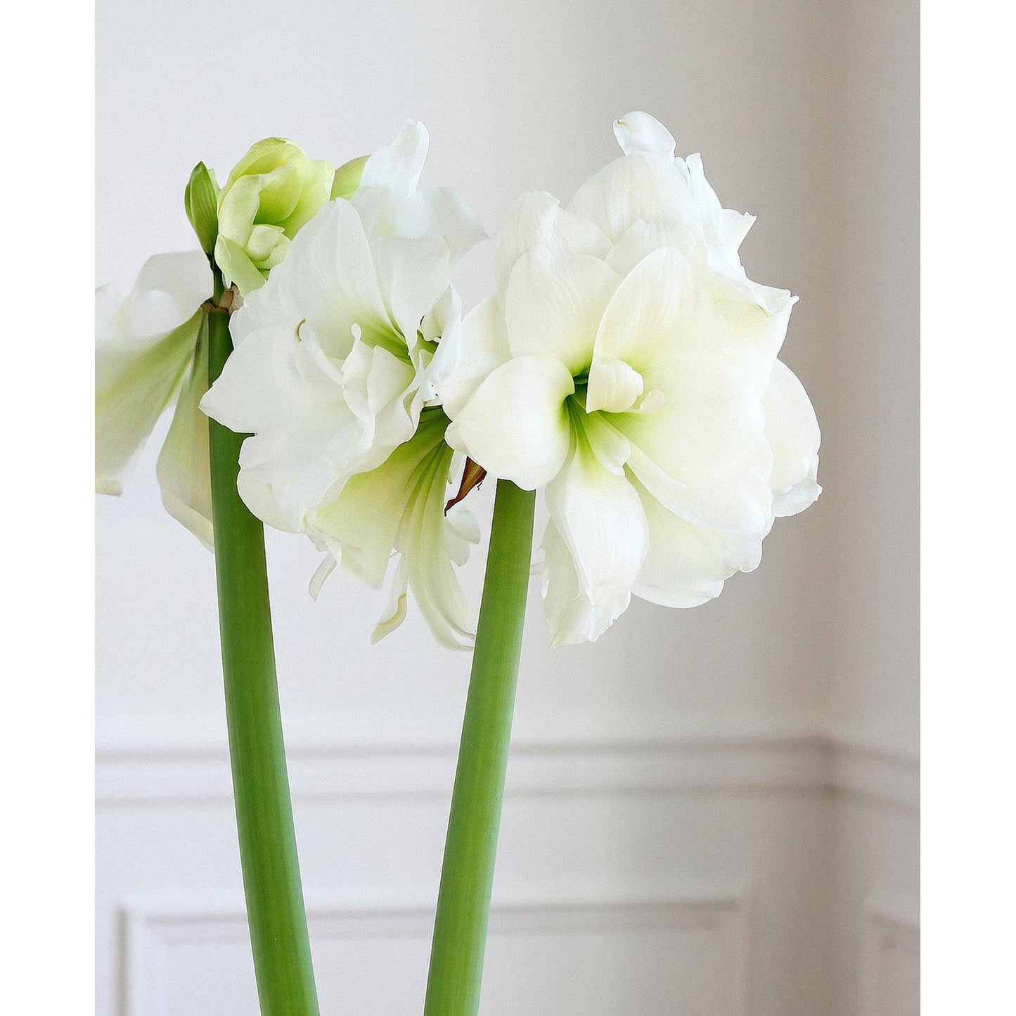 Alfresco® Sonata Amaryllis