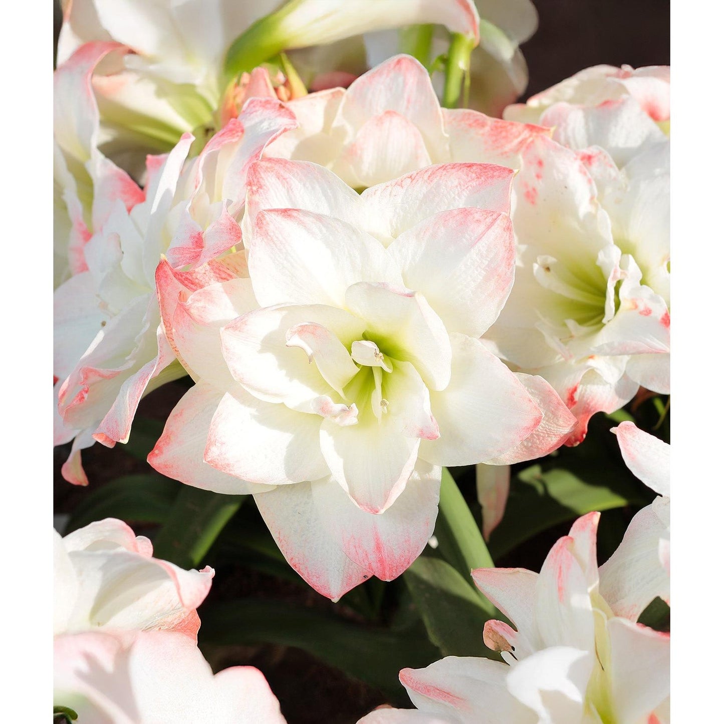 Amadeus Amaryllis - 28-32 cm bulb