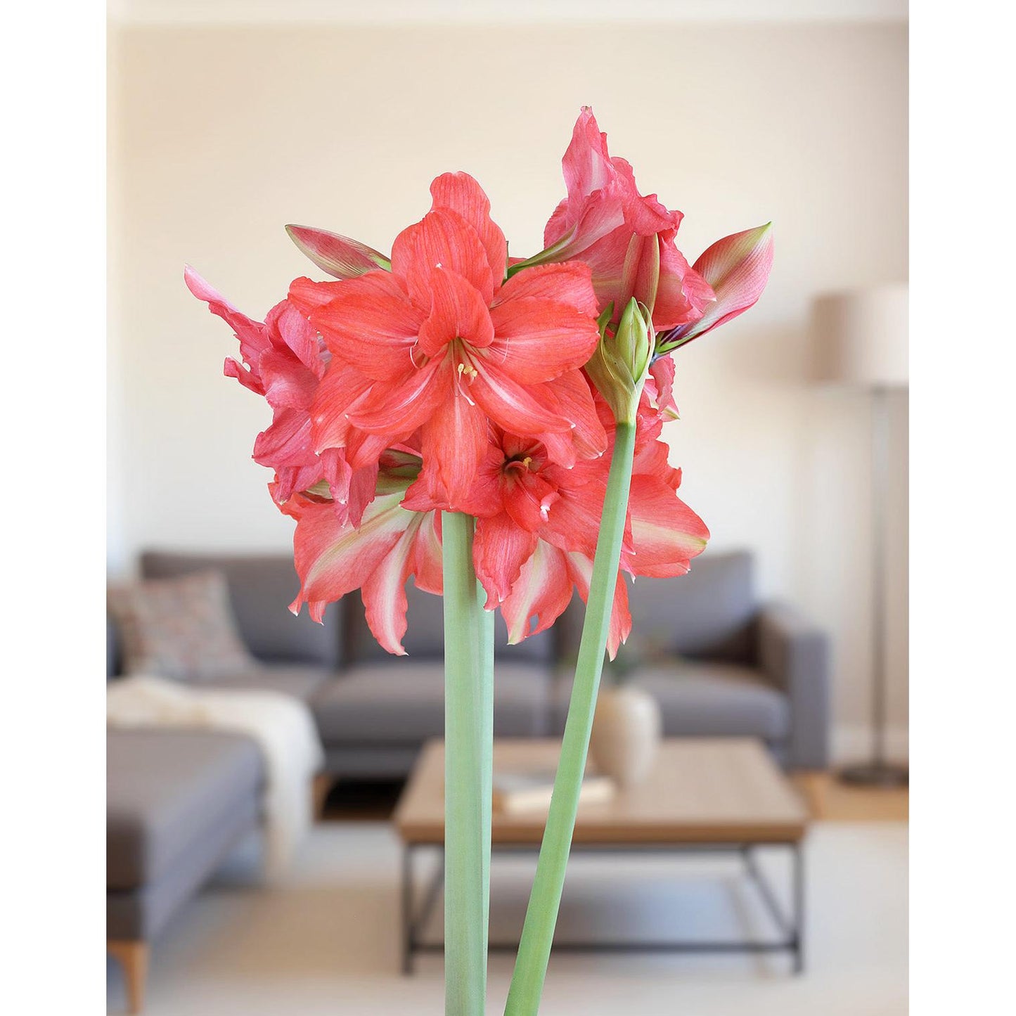 Ballerina® Sonatini Amaryllis