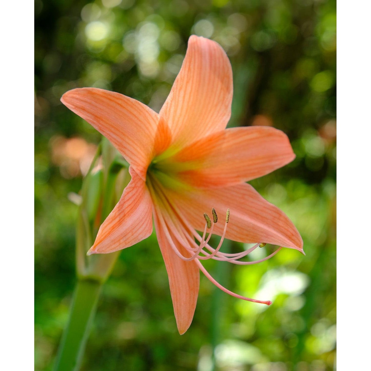 Belladonna® Sonatini Amaryllis