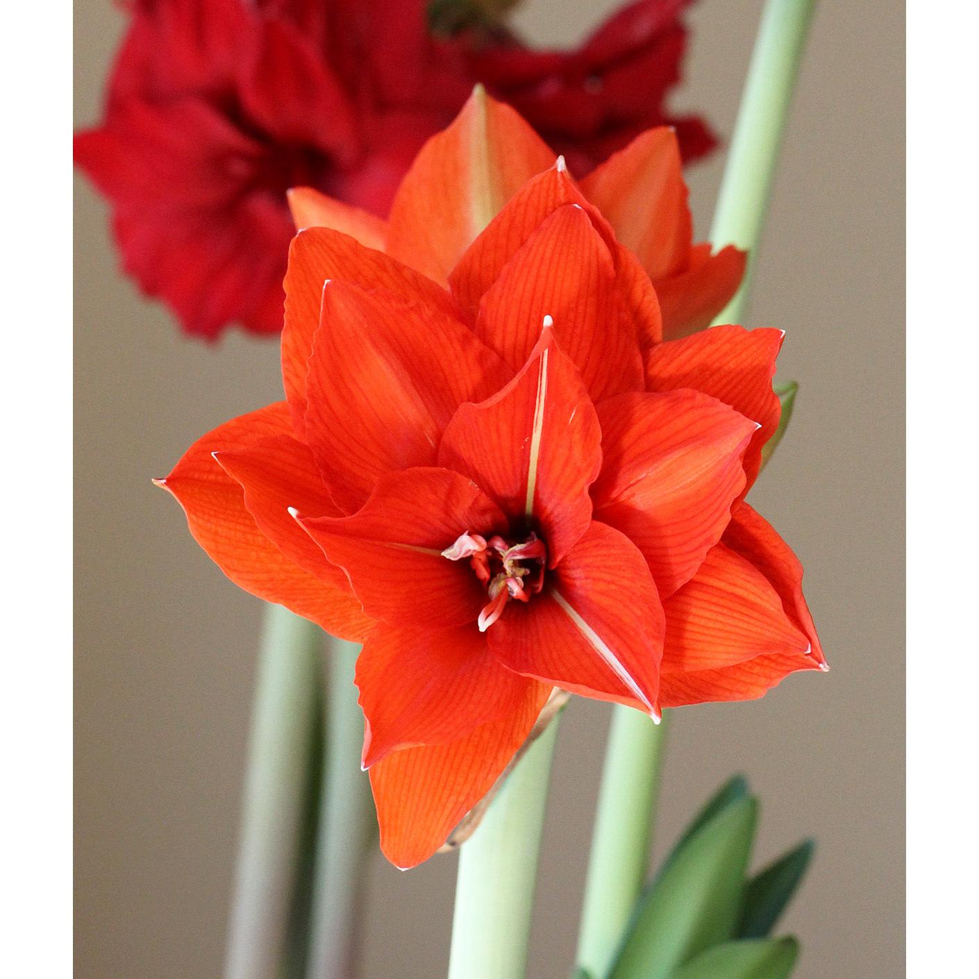 Celica Regular Amaryllis - 22-26 cm bulb