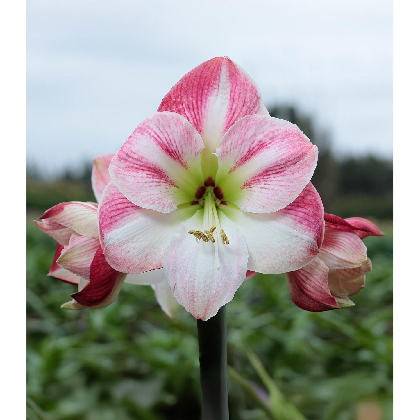 Cherry Blossom Amaryllis - 28-32 cm bulb