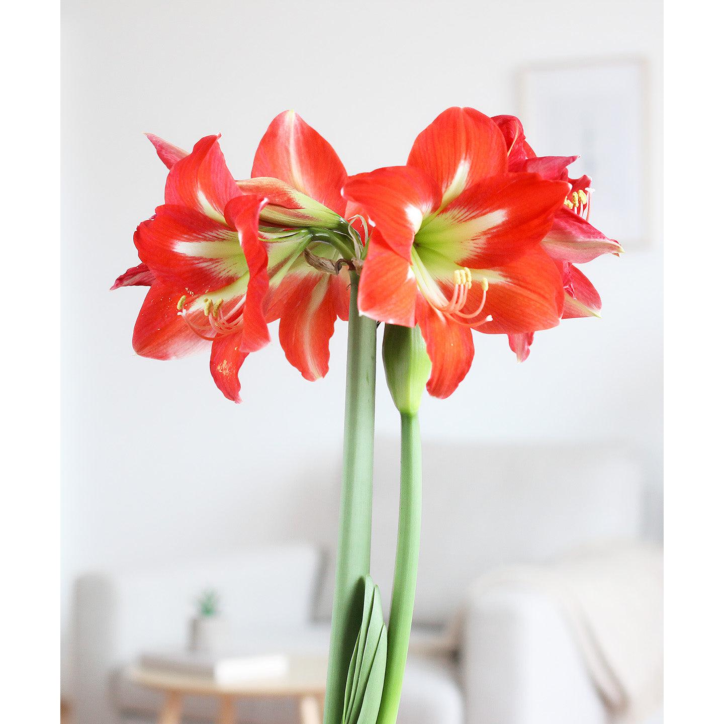 Christmas Star® Sonata Amaryllis