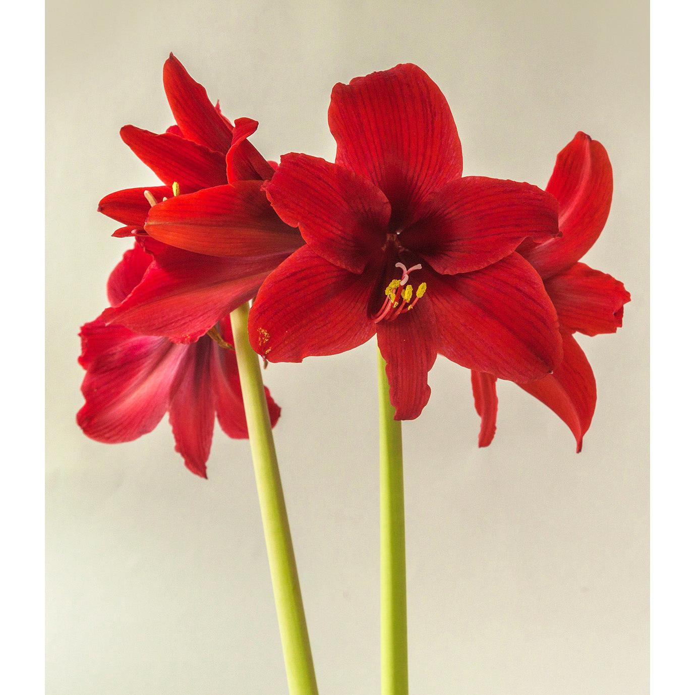 Fire Dancer® Sonatini Amaryllis - 16-20 cm bulb