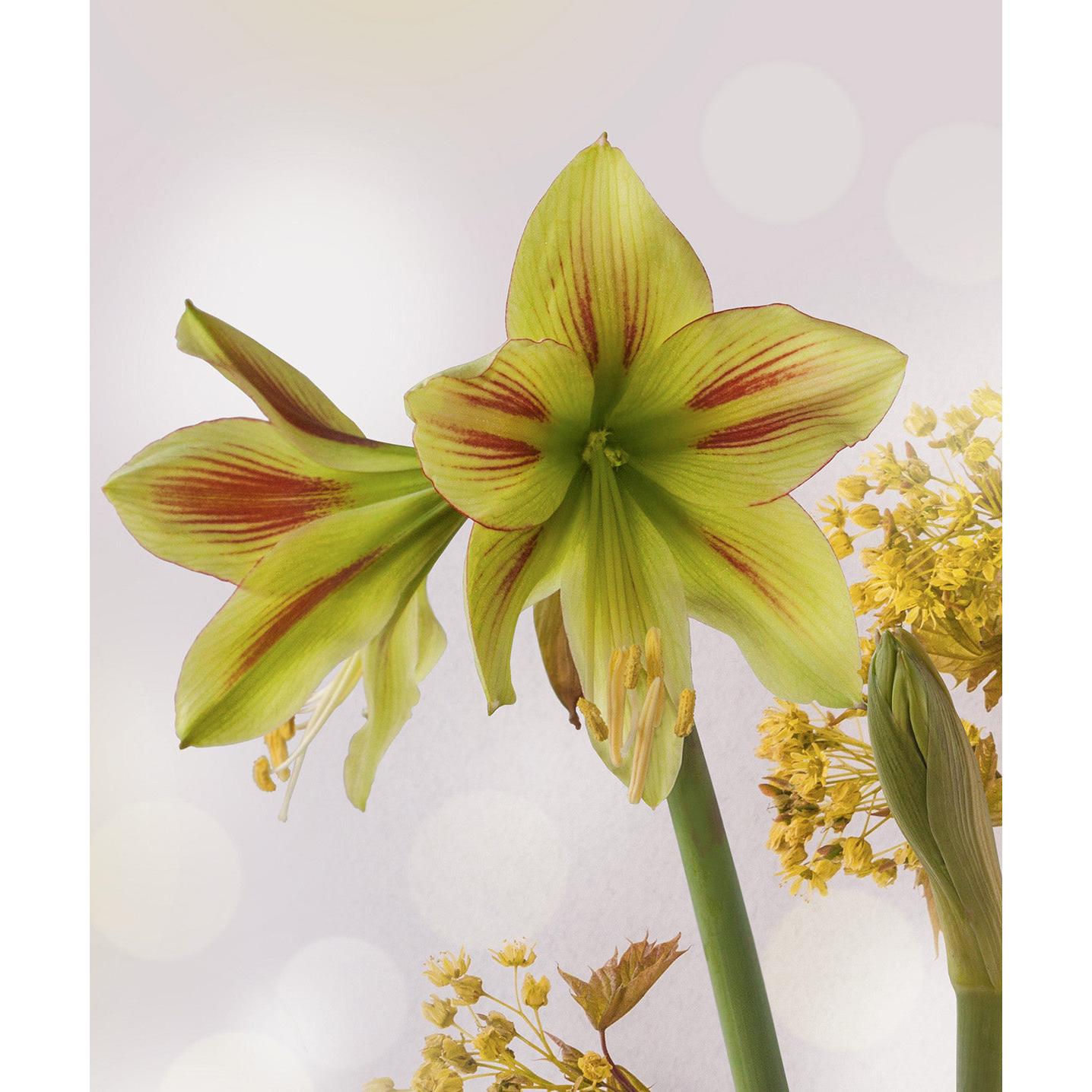 Graffiti® Sonatini Amaryllis - 14-18 cm bulb