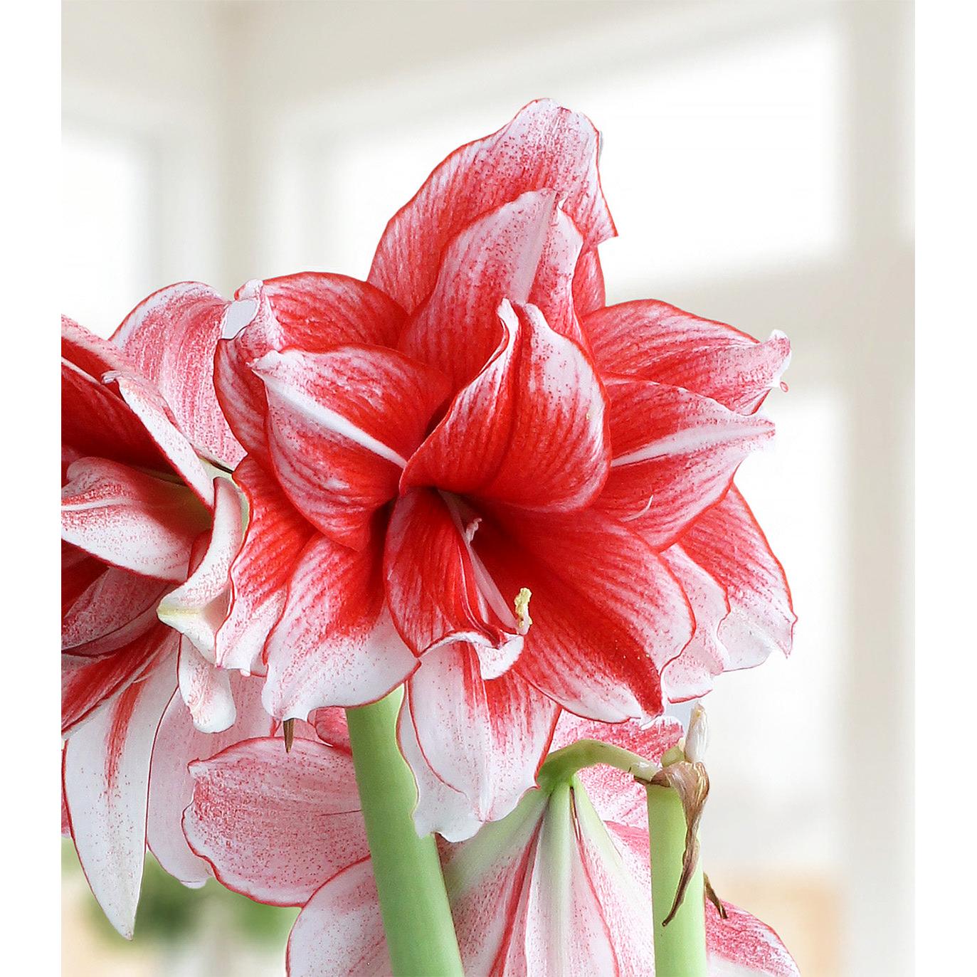 Joker® Sonata Amaryllis - 18-22 cm bulb