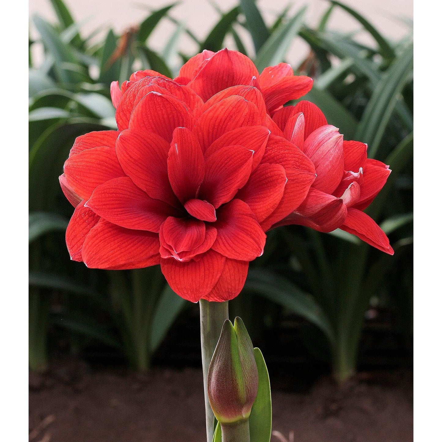 Malaga Amaryllis - 28-32 cm bulb