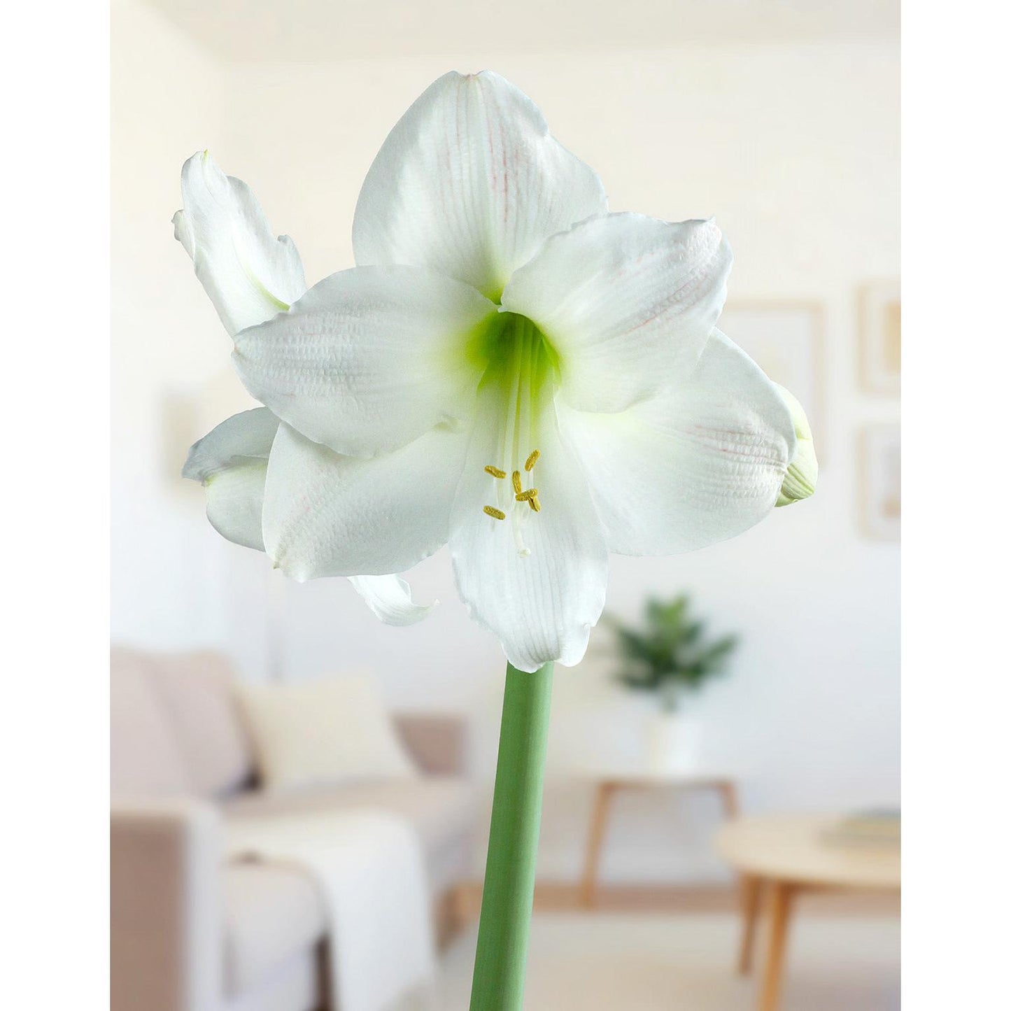 Mount Blanc Amaryllis - 22-26 cm bulb