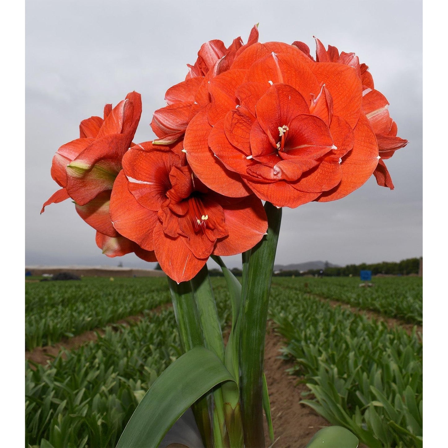 Nyora Amaryllis - 28-32 cm bulb