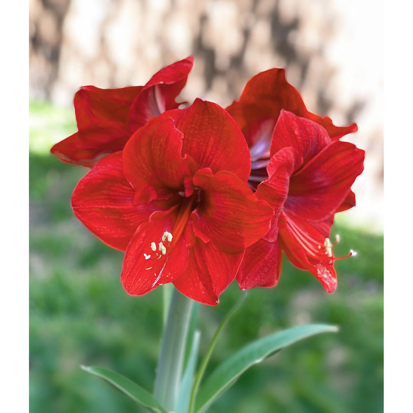 Red Lion Amaryllis - 22-26 cm bulb