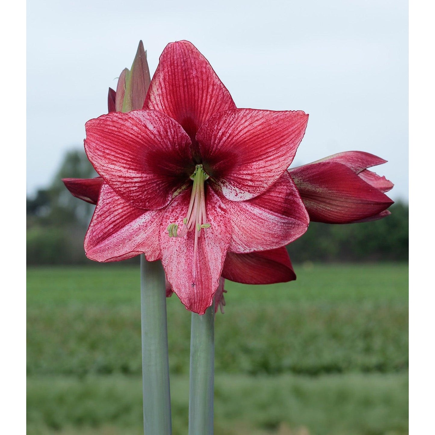 Revelation Amaryllis - 28-32 cm bulb