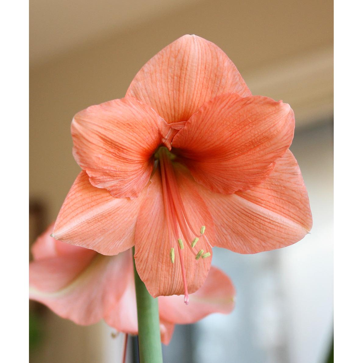 Rilona Amaryllis - 22-26 cm bulb