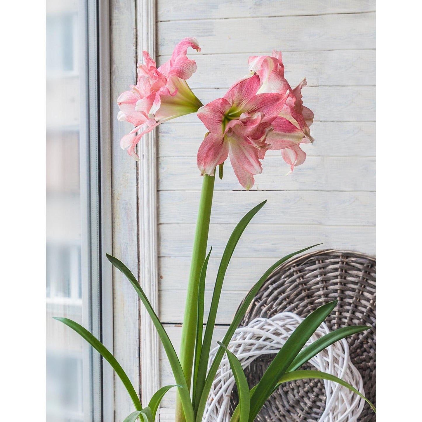 Rozetta® Symphony Amaryllis