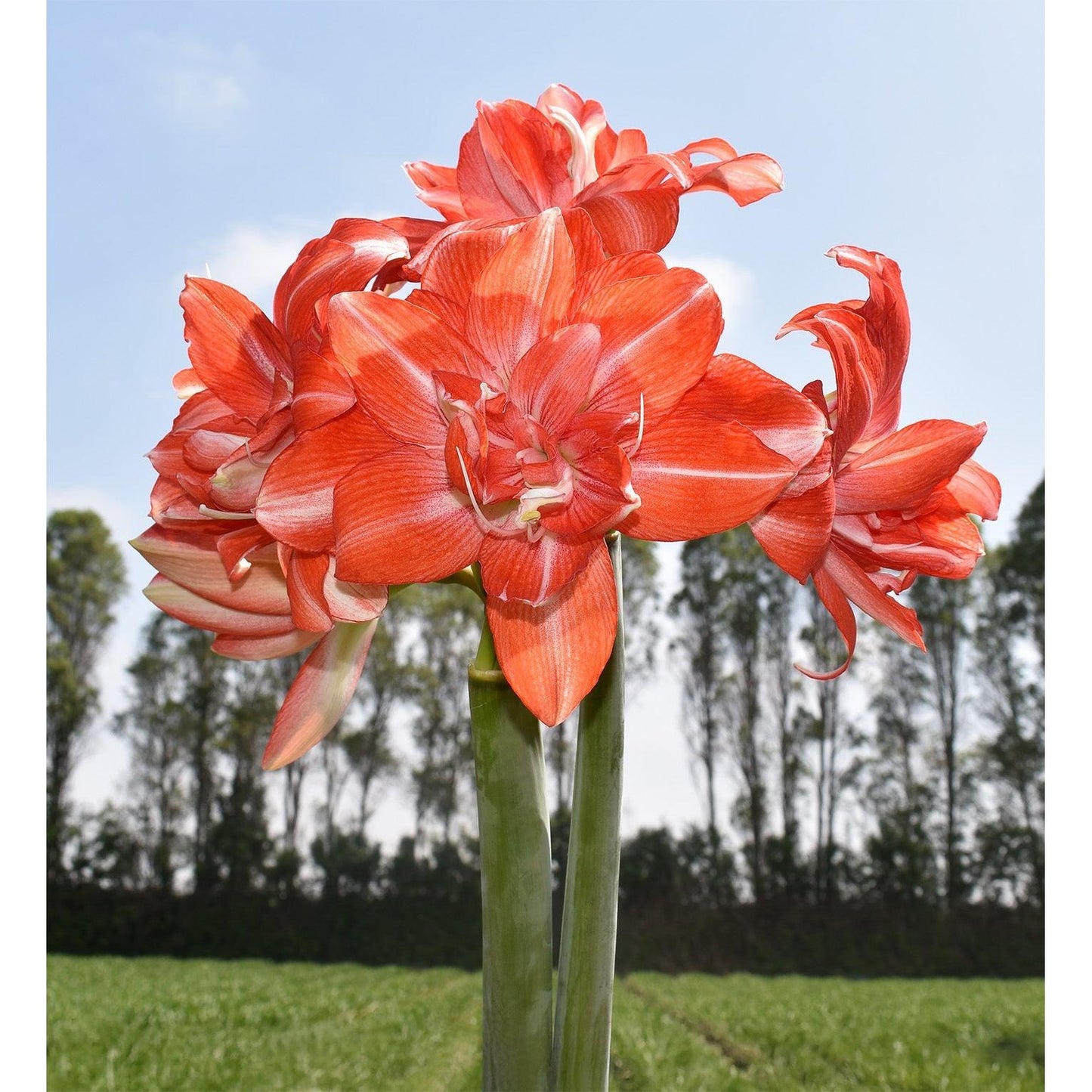 Tika Dream Amaryllis - 28-32 cm bulb