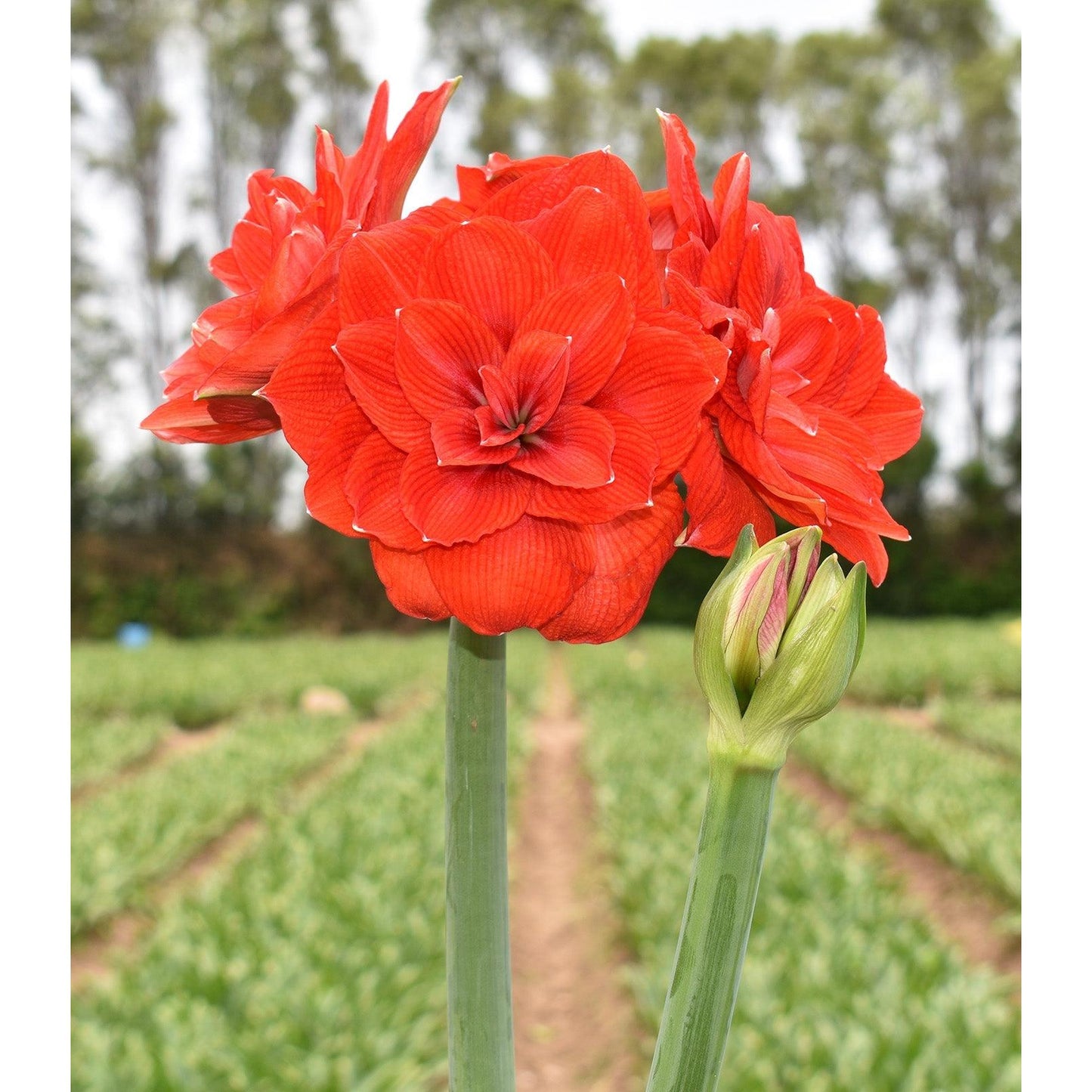 Tika Imperator Amaryllis - 28-32 cm bulb