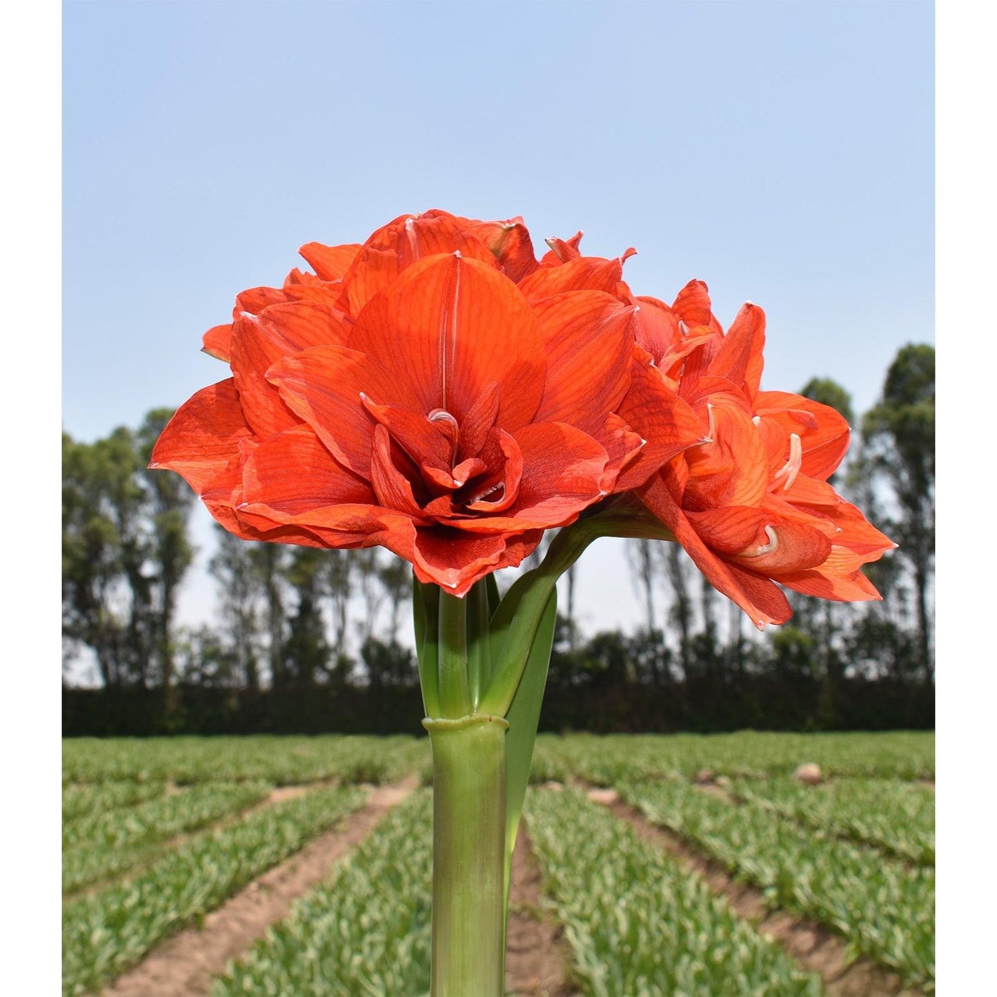 Tika Magic Amaryllis - 28-32 cm bulb