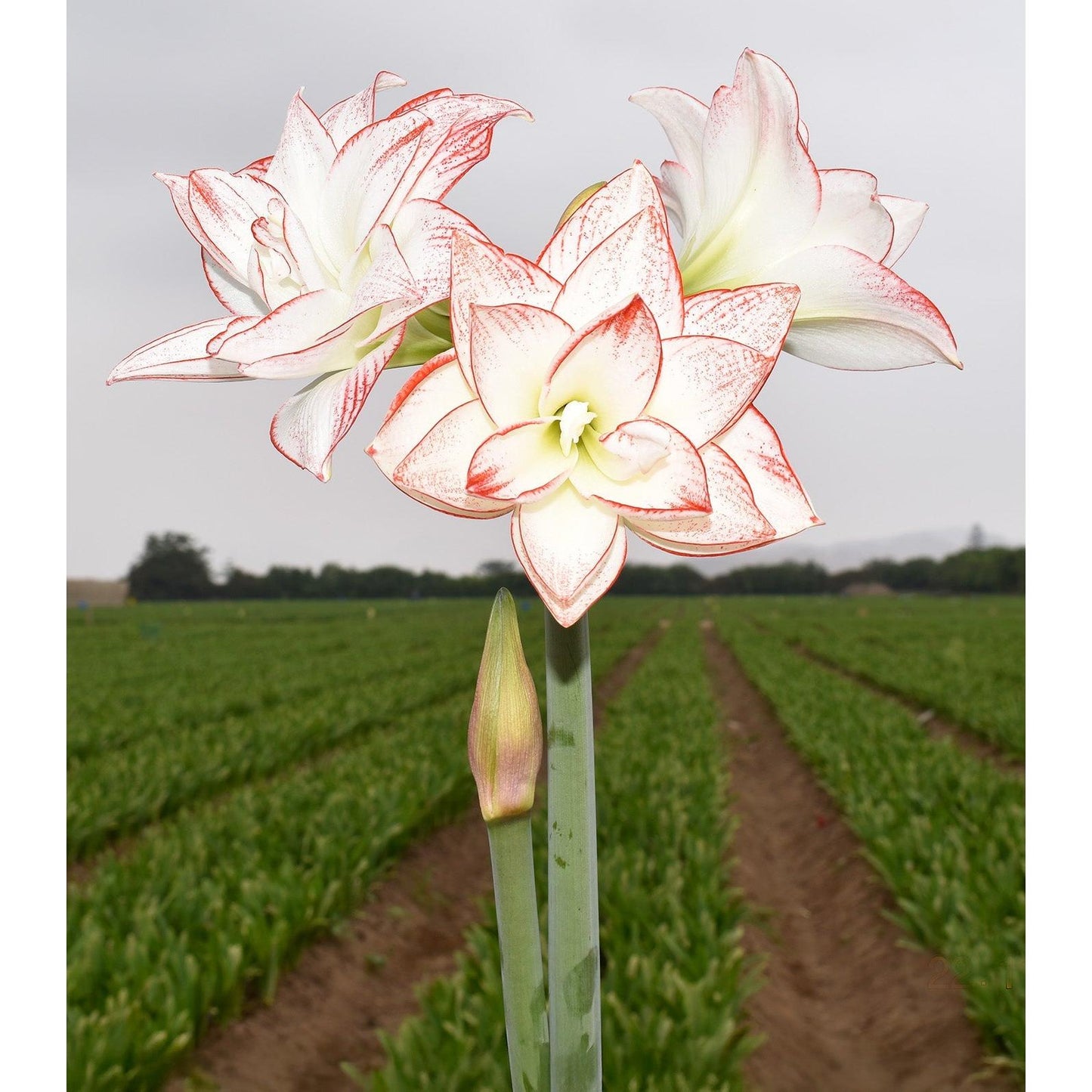 Tika Star Amaryllis - 28-32 cm bulb