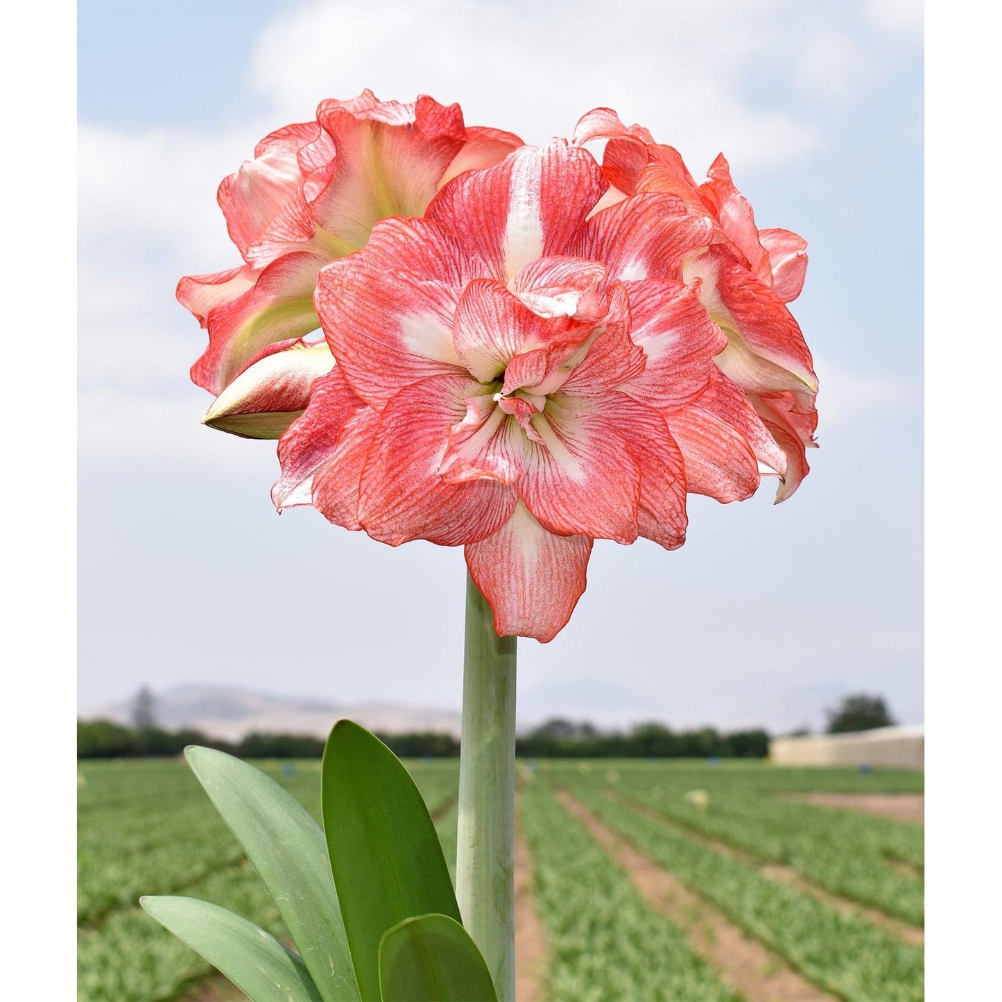 Tika Sunrise Amaryllis - 28-32 cm bulb