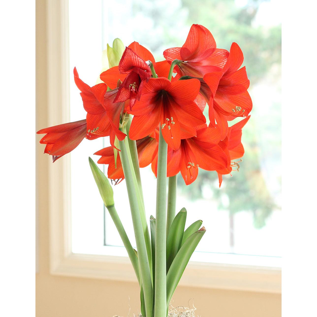 Top Choice® Sonata Amaryllis - 14-18 cm bulb
