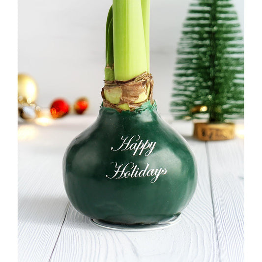 "Happy Holidays" Green Waxed Amaryllis with White Flower