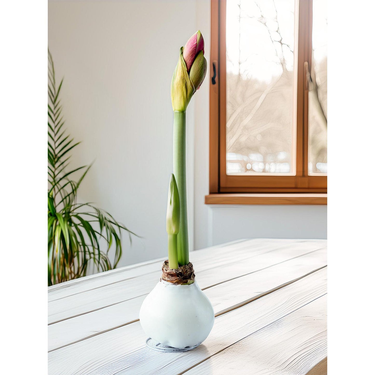 White Waxed Amaryllis with White Flower