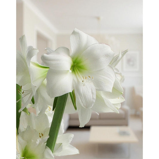 Wedding Dance® Symphony Amaryllis - 24-28 cm bulb