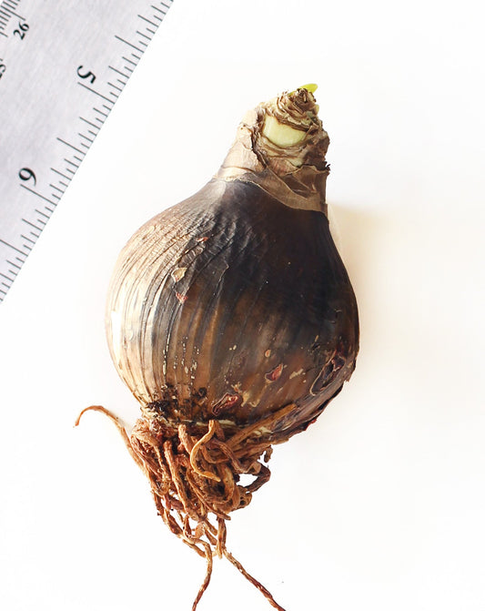 TNT® Sonata Amaryllis - 22-26 cm bulb