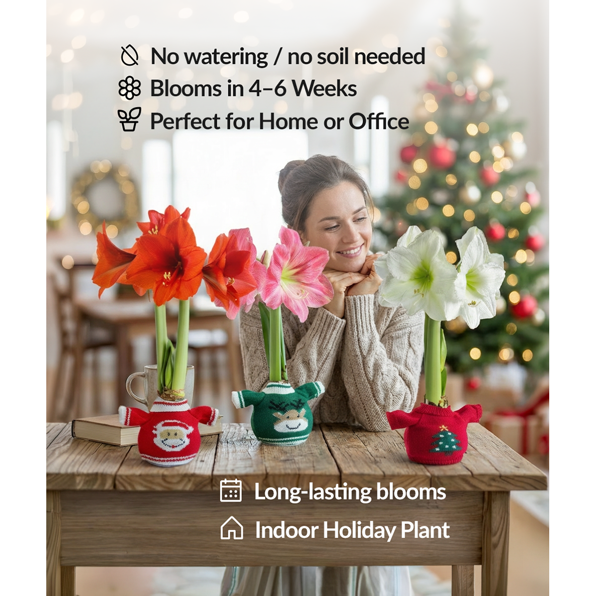 Snowflake Sweater Amaryllis with Red Flower