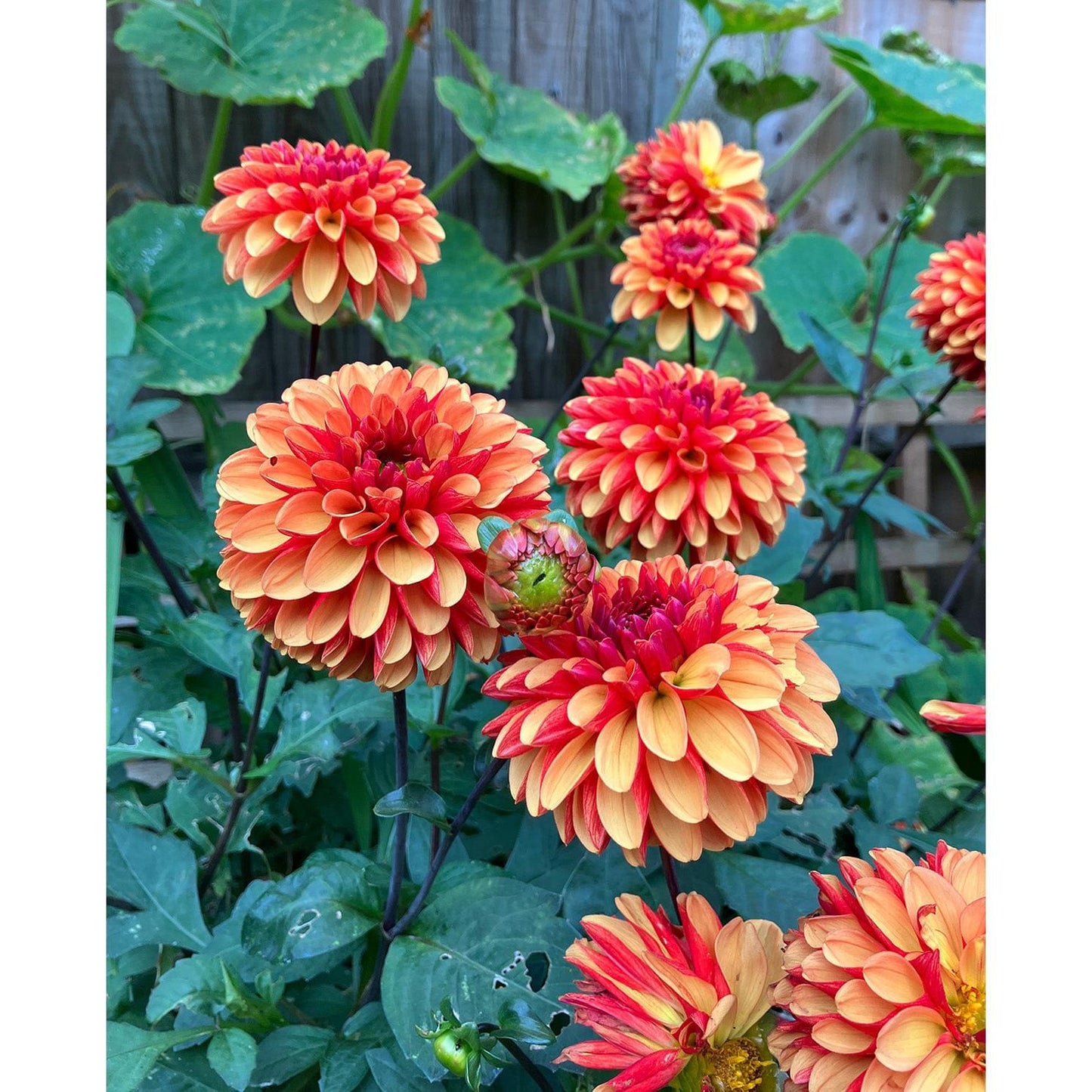 American Sunset Ball Dahlia - 3 root divisions