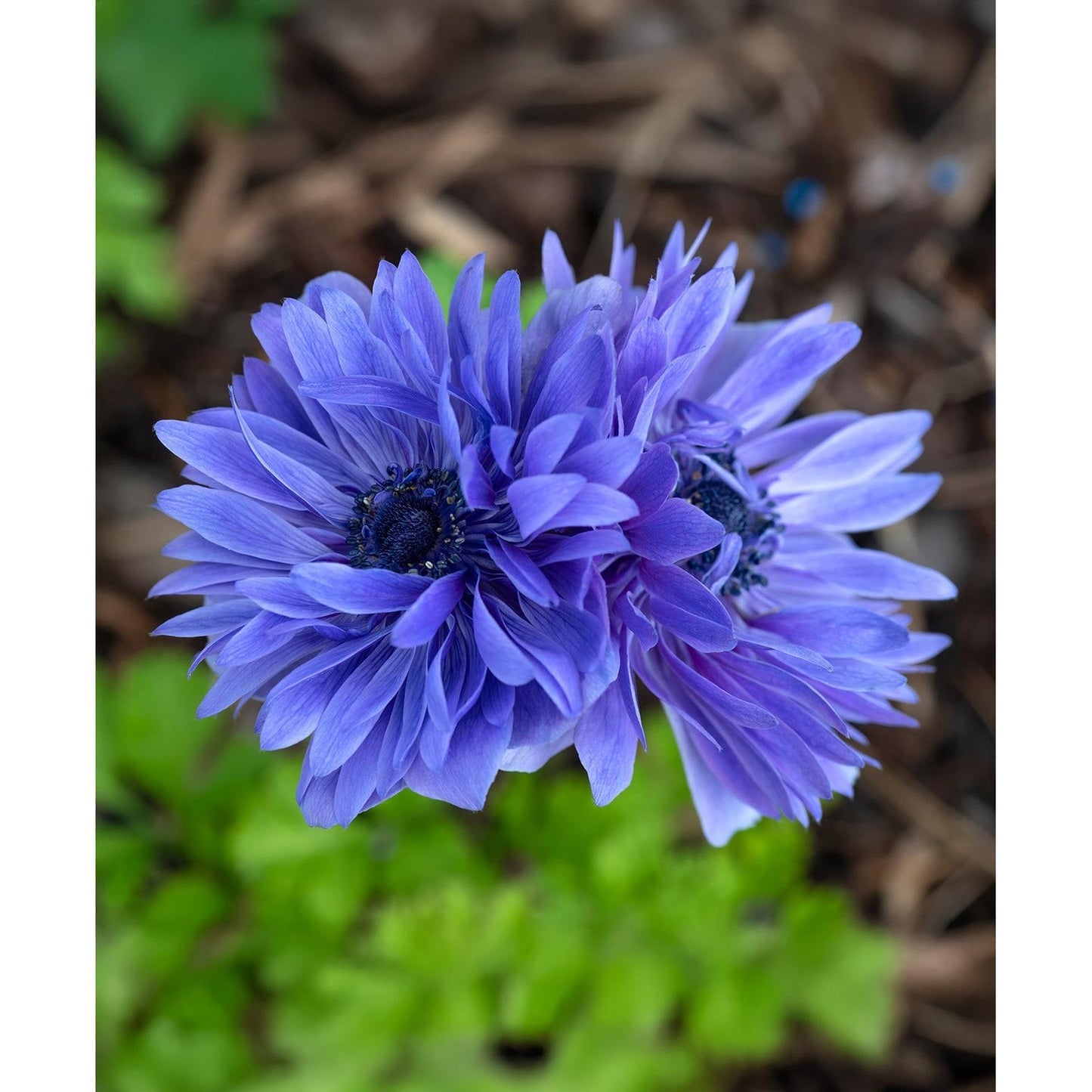 Lord Lieutenant Anemone Coronaria - 25 bulbs