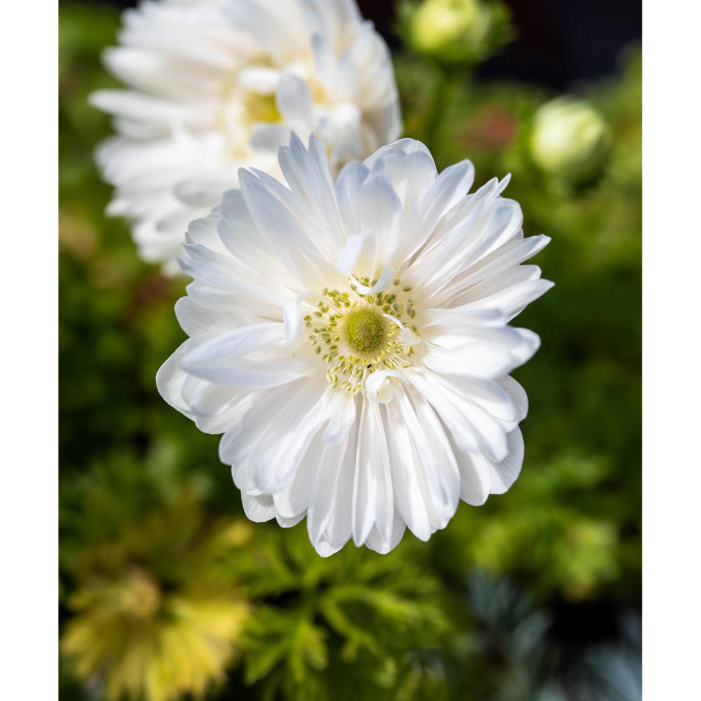 Mount Everest Anemone Coronaria - 25 bulbs
