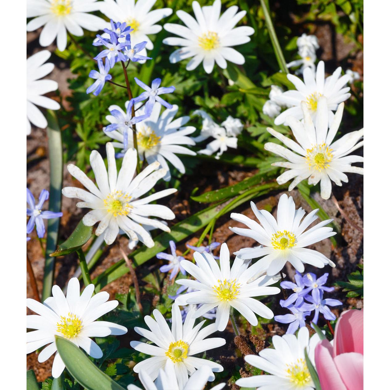 White Splendor Anemone blanda - 25 bulbs