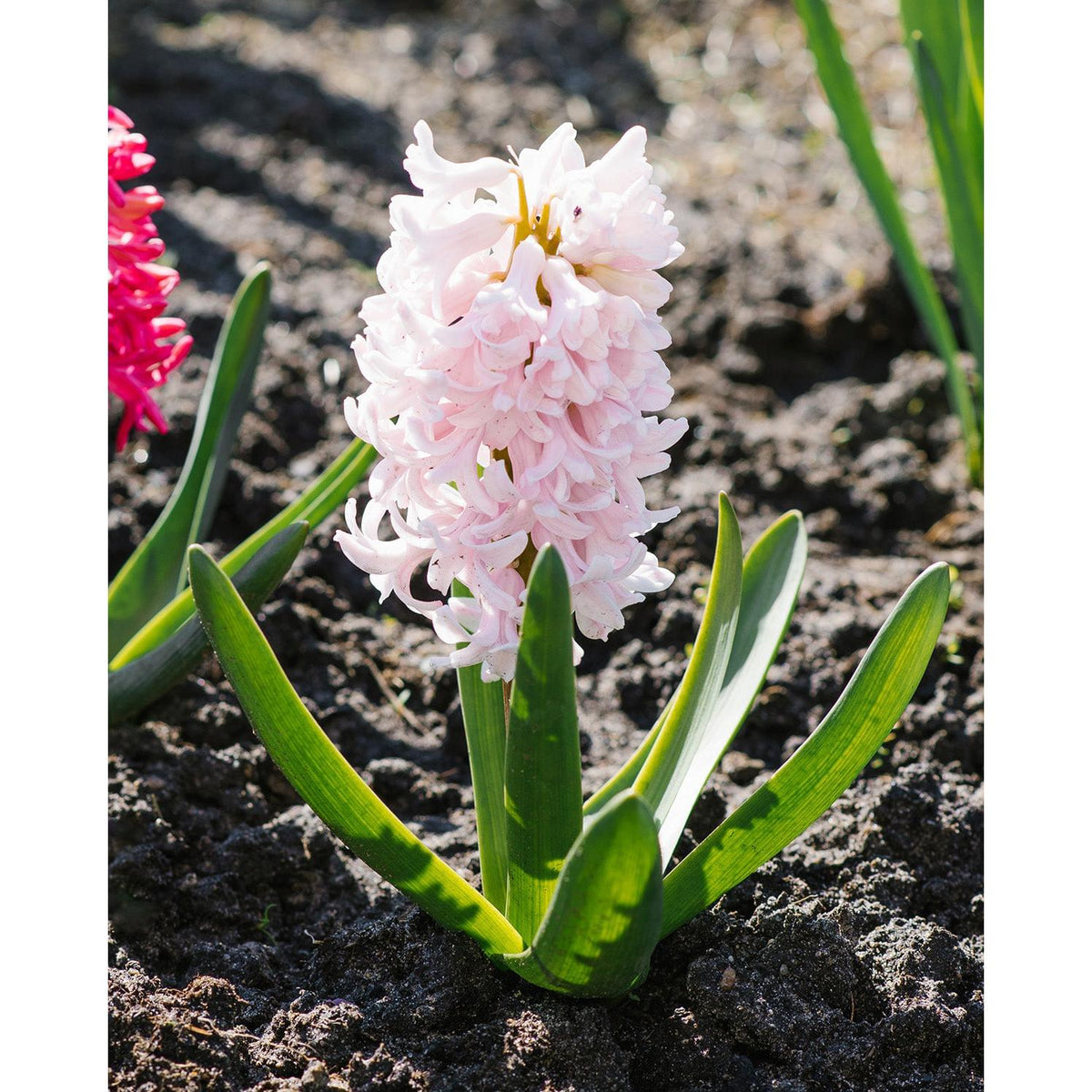 Apricot Passion Hyacinth - 10 bulbs