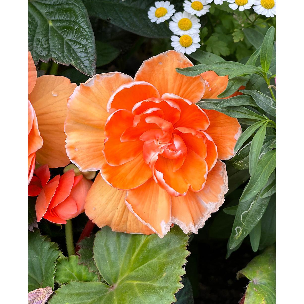 Apricot Picotee Lace Begonia - 3 tubers