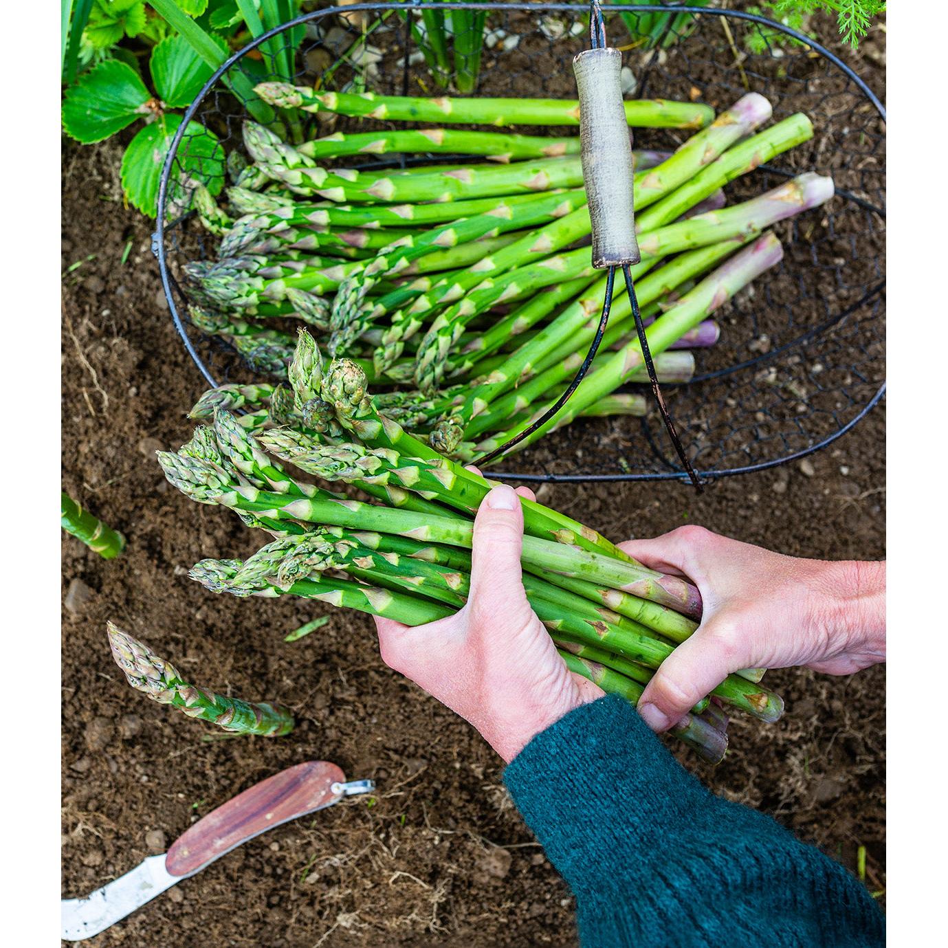 Jersey Giant Asparagus Crowns - 10 root divisions