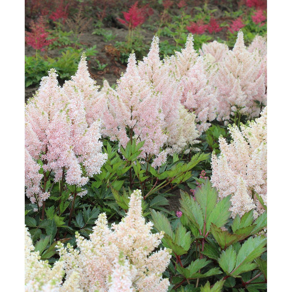 Younique Salmon Short Astilbe - 3 root divisions