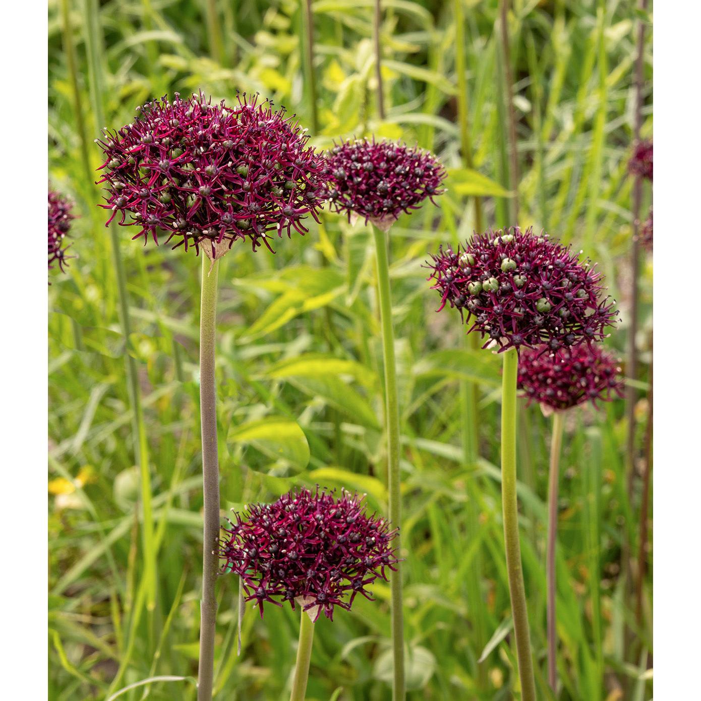Atropurpureum Allium - 5 bulbs