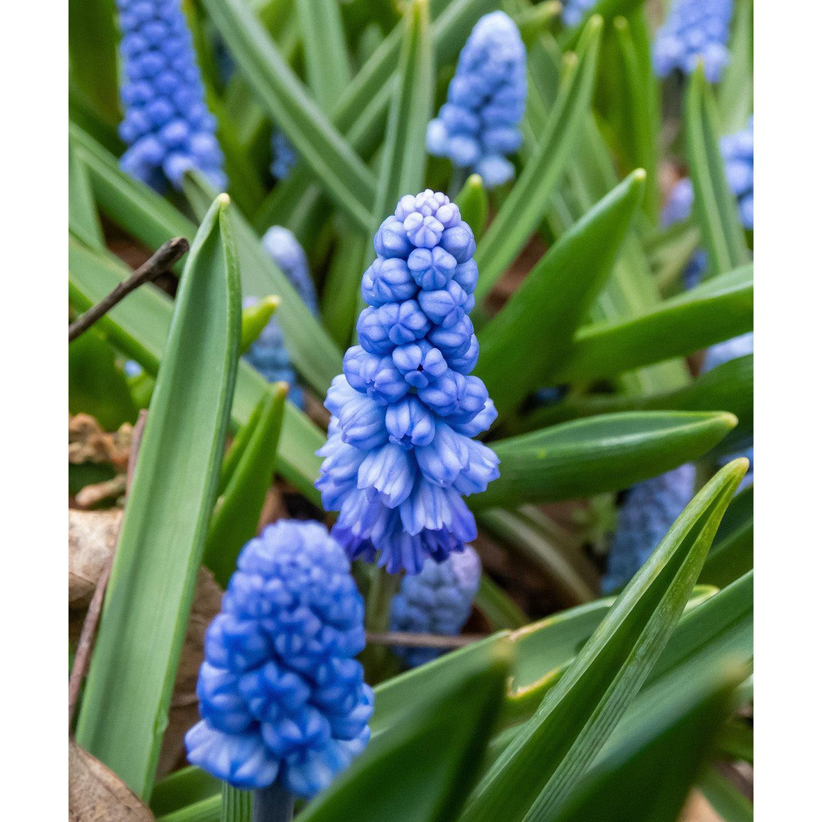 Azureum Muscari - 10 bulbs