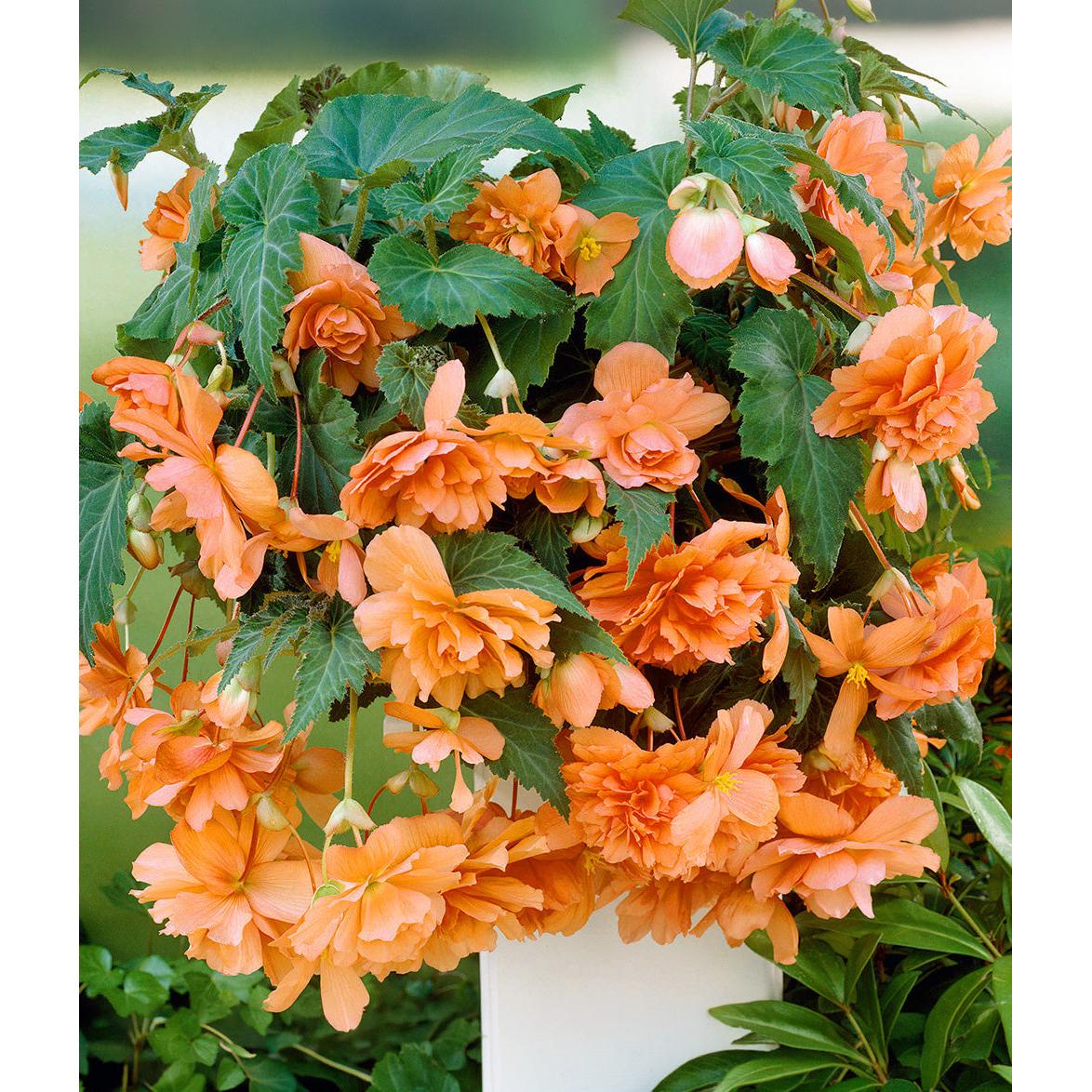 Apricot Hanging Basket Begonia - 3 tubers
